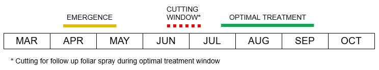 knotweed treatment timing diagram
