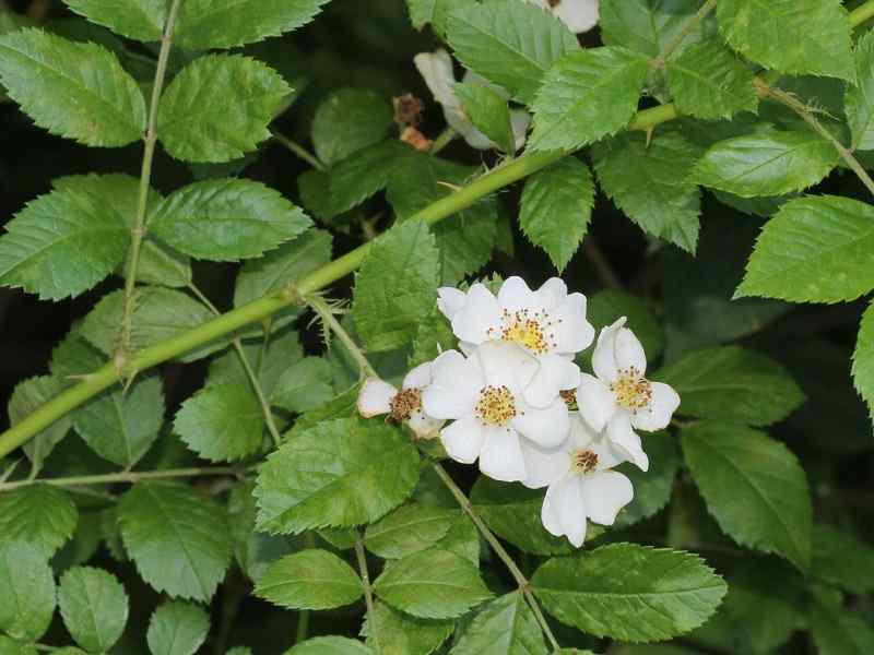 Multiflora rose