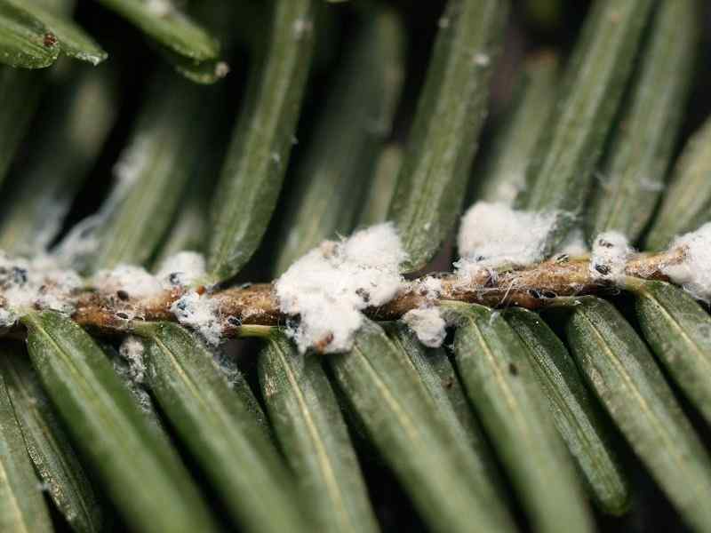 Hemlock woolly adelgid (HWA)