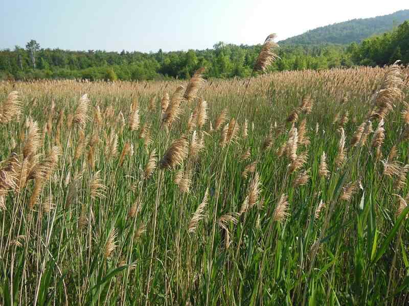 Common reed grass
