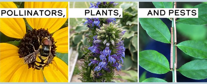 pollinators plants pests