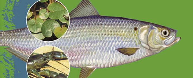 APIPP Field Guide