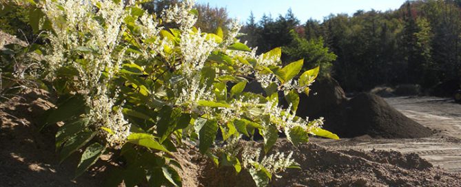 knotweed