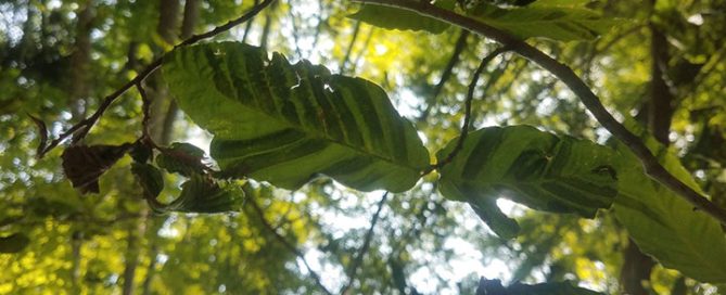 Beech Leaf Disease