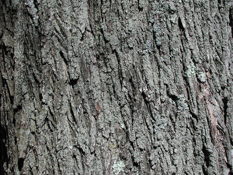 norway maple