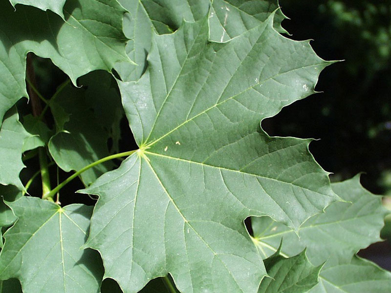 norway maple