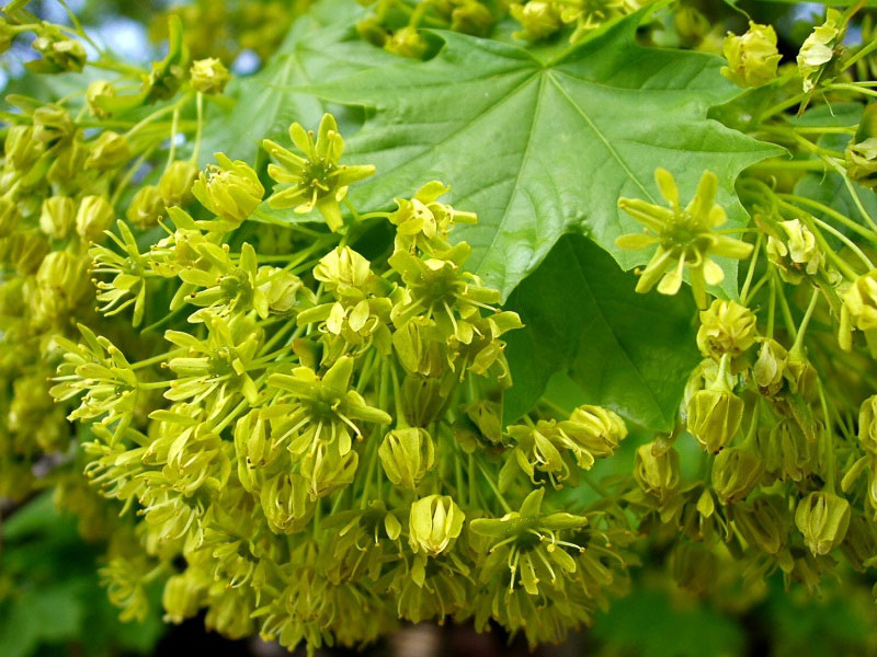 norway maple