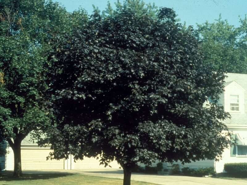 norway maple